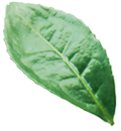 KV